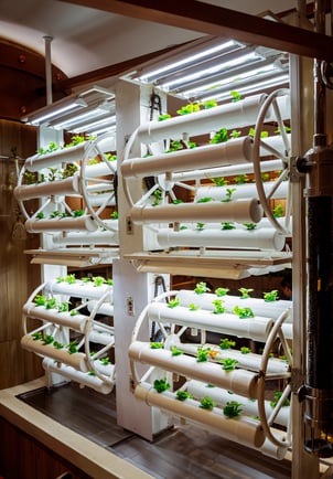 bigstock-Racks-With-Young-Microgreens-I-473874995