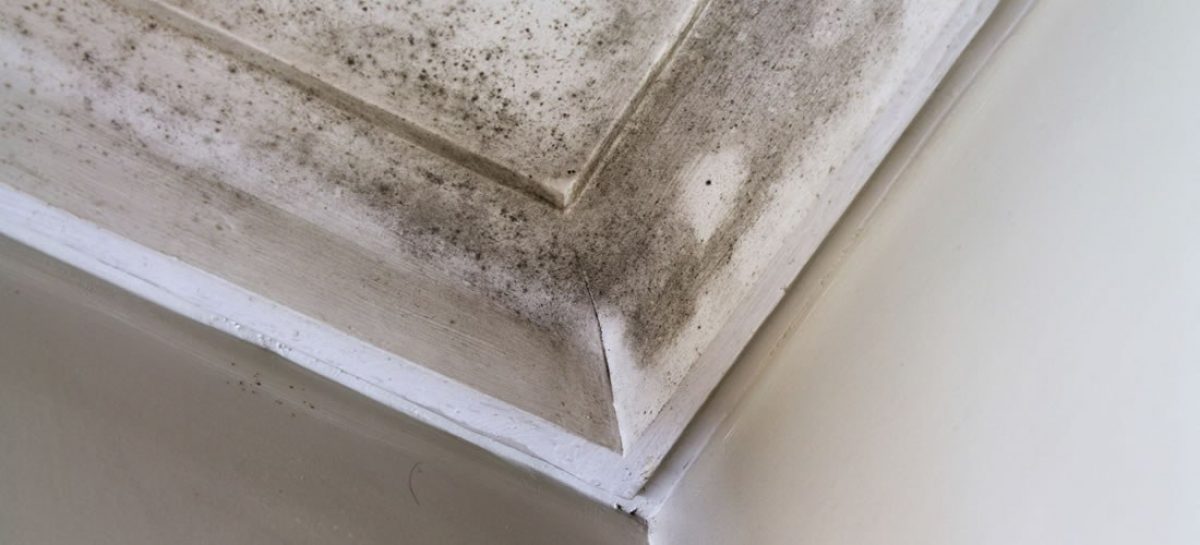 Ask the Expert: What are the requirements of New York State’s Mold Law?